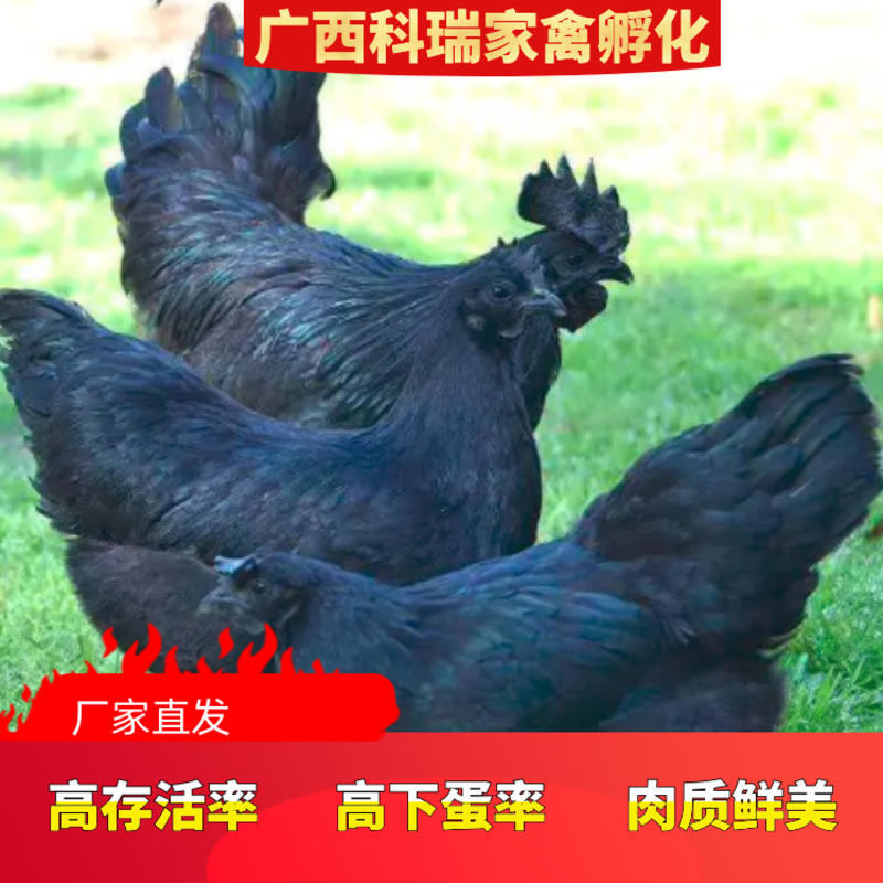 #精品热卖#五黑鸡绿壳蛋鸡高产绿壳蛋厂家批发