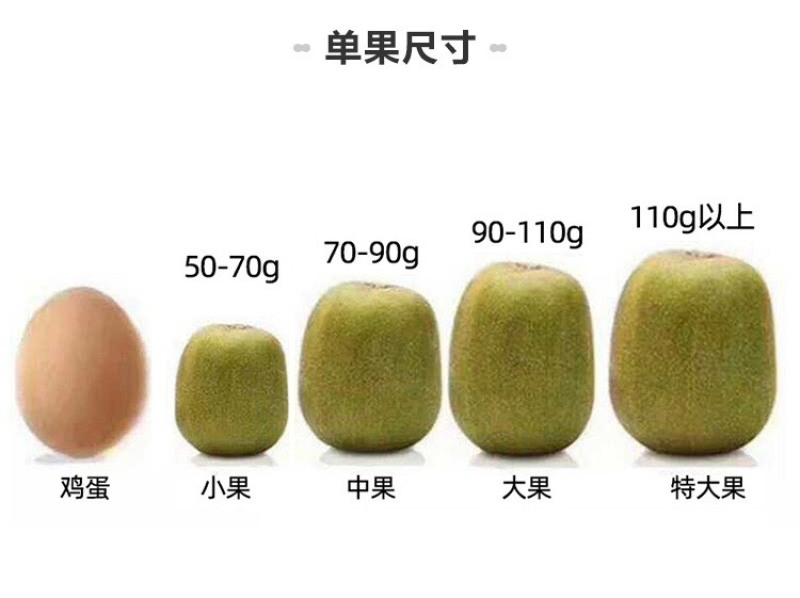 红心红阳猕猴桃整车走货市场批发，欢迎进店联系