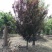 红叶李，基地供应6-7公分红叶李，8-9公分紫叶李，10