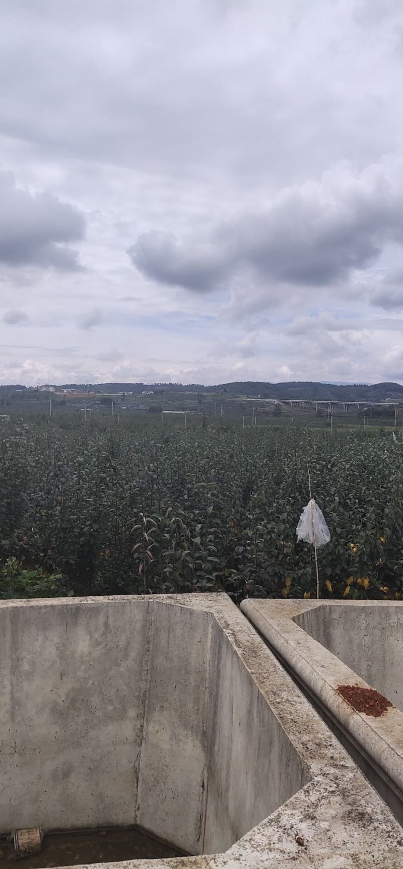 红梨美人酥红梨红梨红梨