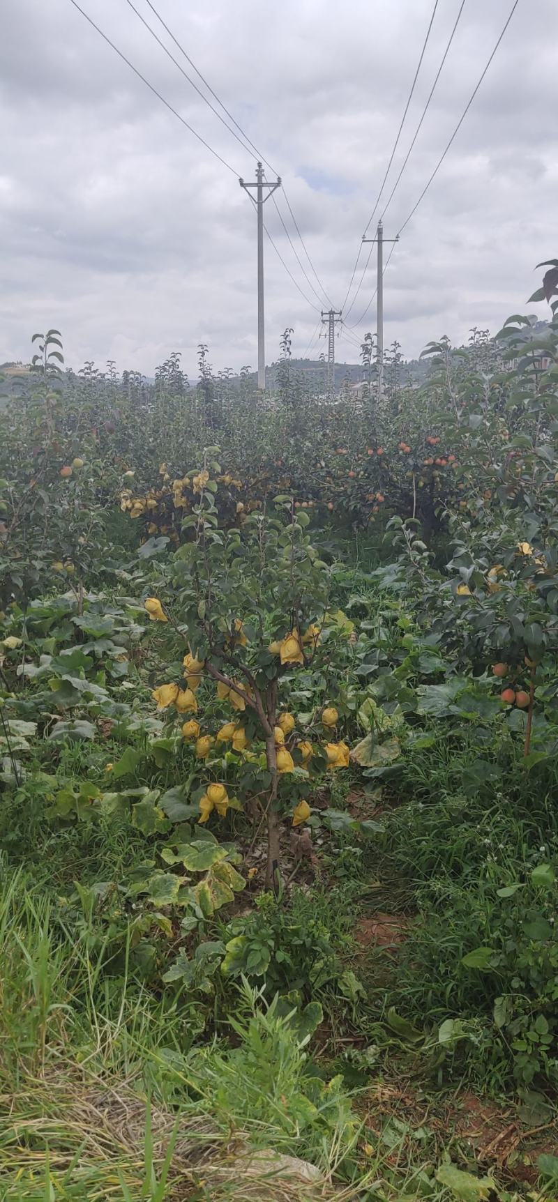 红梨美人酥红梨红梨红梨