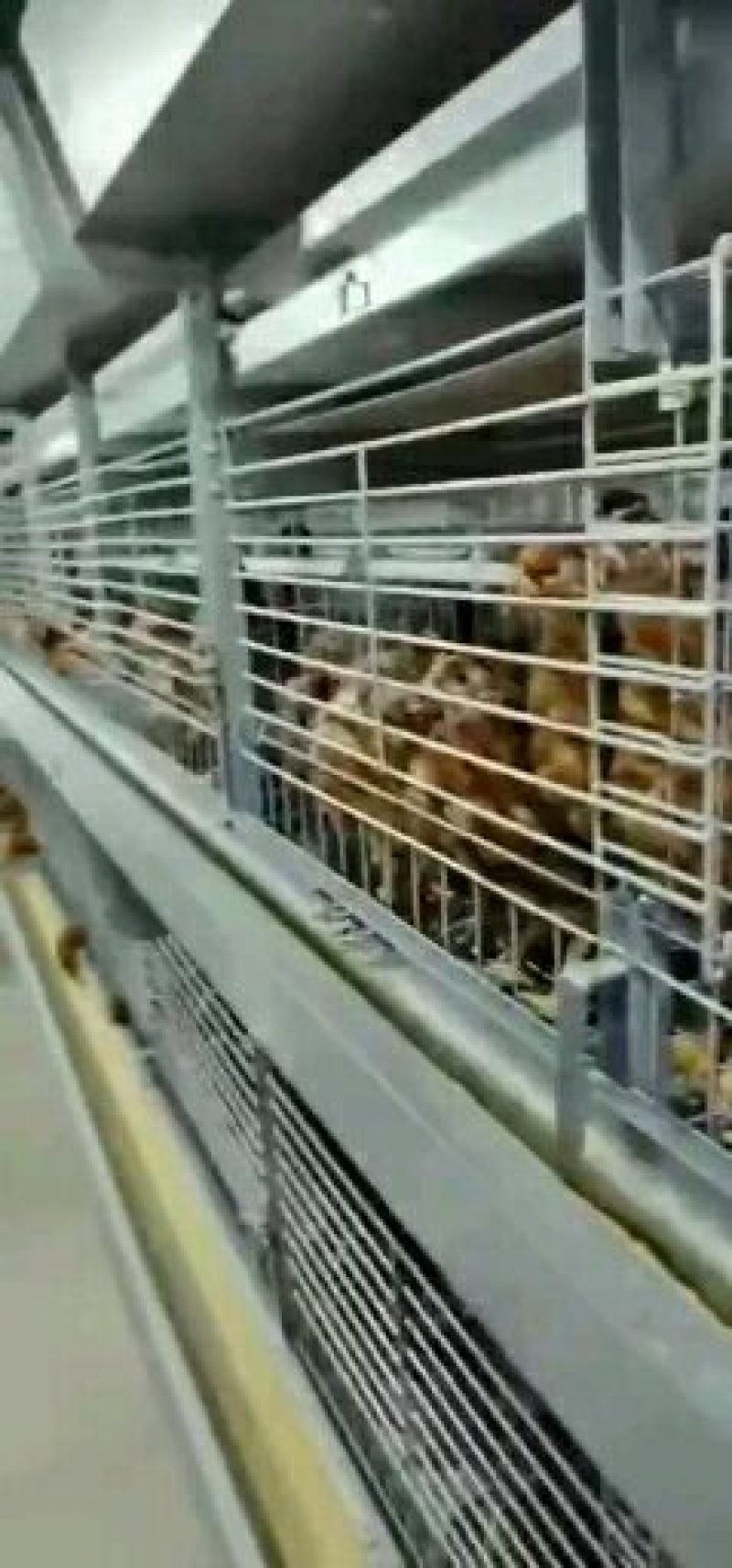 供应海兰褐脱温青年鸡