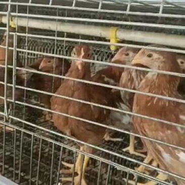 供应海兰褐脱温青年鸡