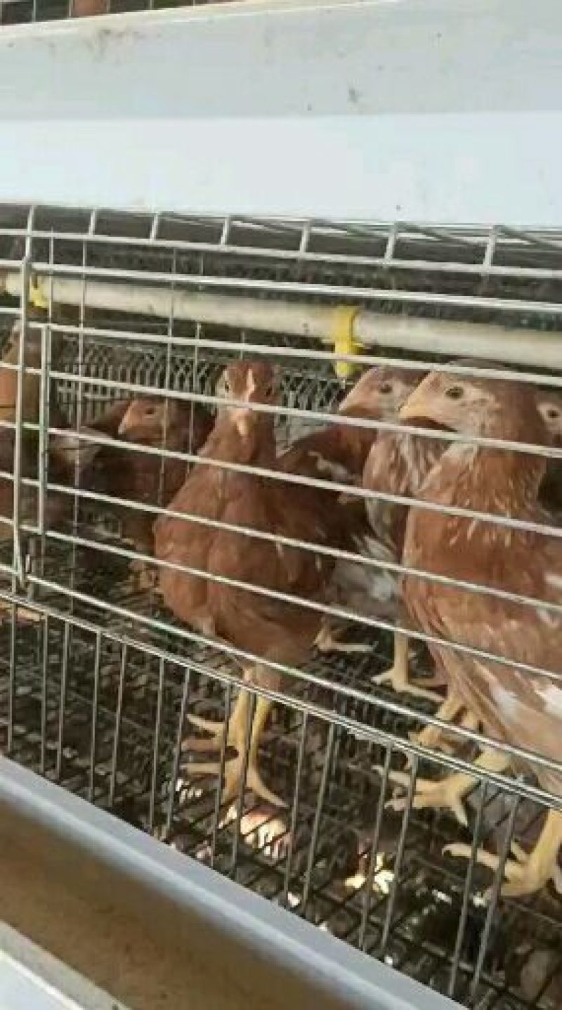 供应海兰褐脱温青年鸡