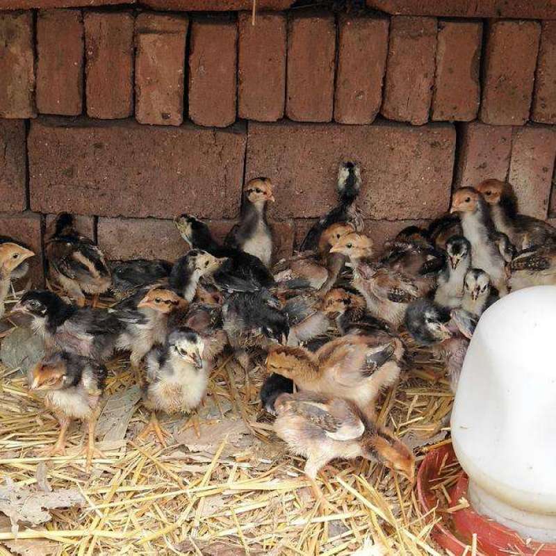 【正宗越南纯种斗鸡苗、鸡苗】质量保证包邮包疫苗包成活