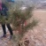 大田定植油松高度其全，量大从优，以质量和信用价格吸引客户