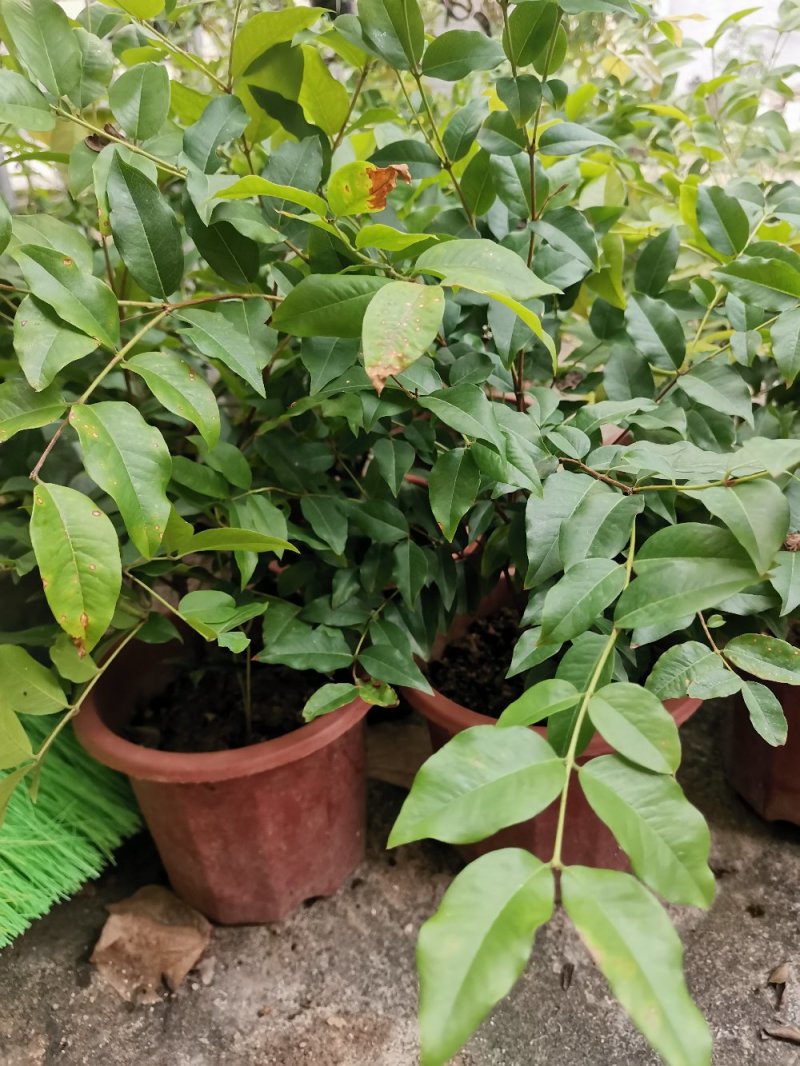 供应：嘉宝果树苗树葡萄带叶嫁接台湾四季早生沙巴果苗