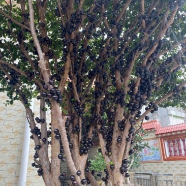 供应：嘉宝果树苗树葡萄带叶嫁接台湾四季早生沙巴果苗