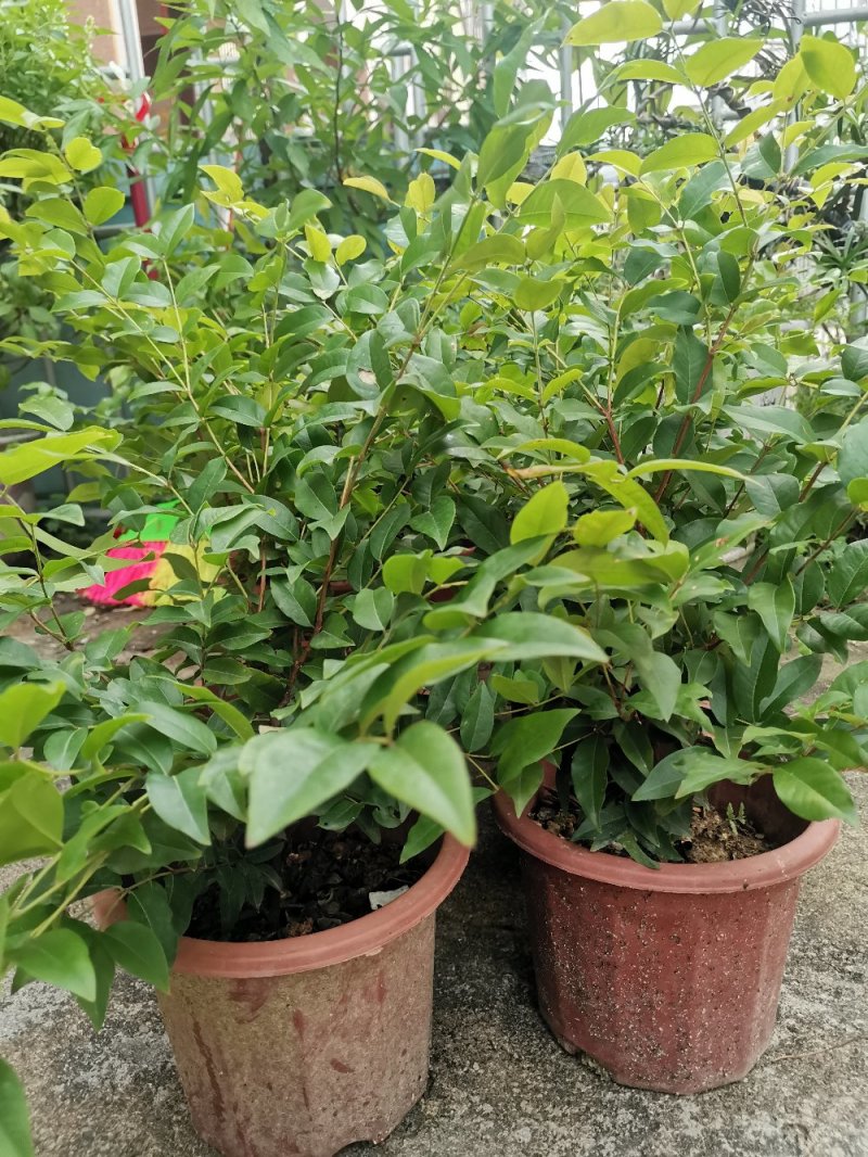 供应：嘉宝果树苗树葡萄带叶嫁接台湾四季早生沙巴果苗