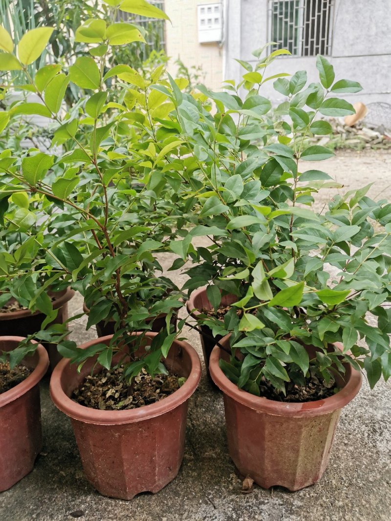 供应：嘉宝果树苗树葡萄带叶嫁接台湾四季早生沙巴果苗