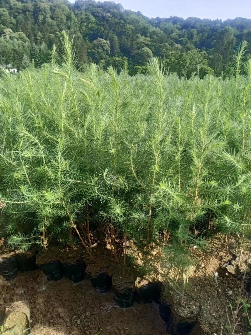 营养杯落叶松树苗长年供应大小杯其全欢迎选购
