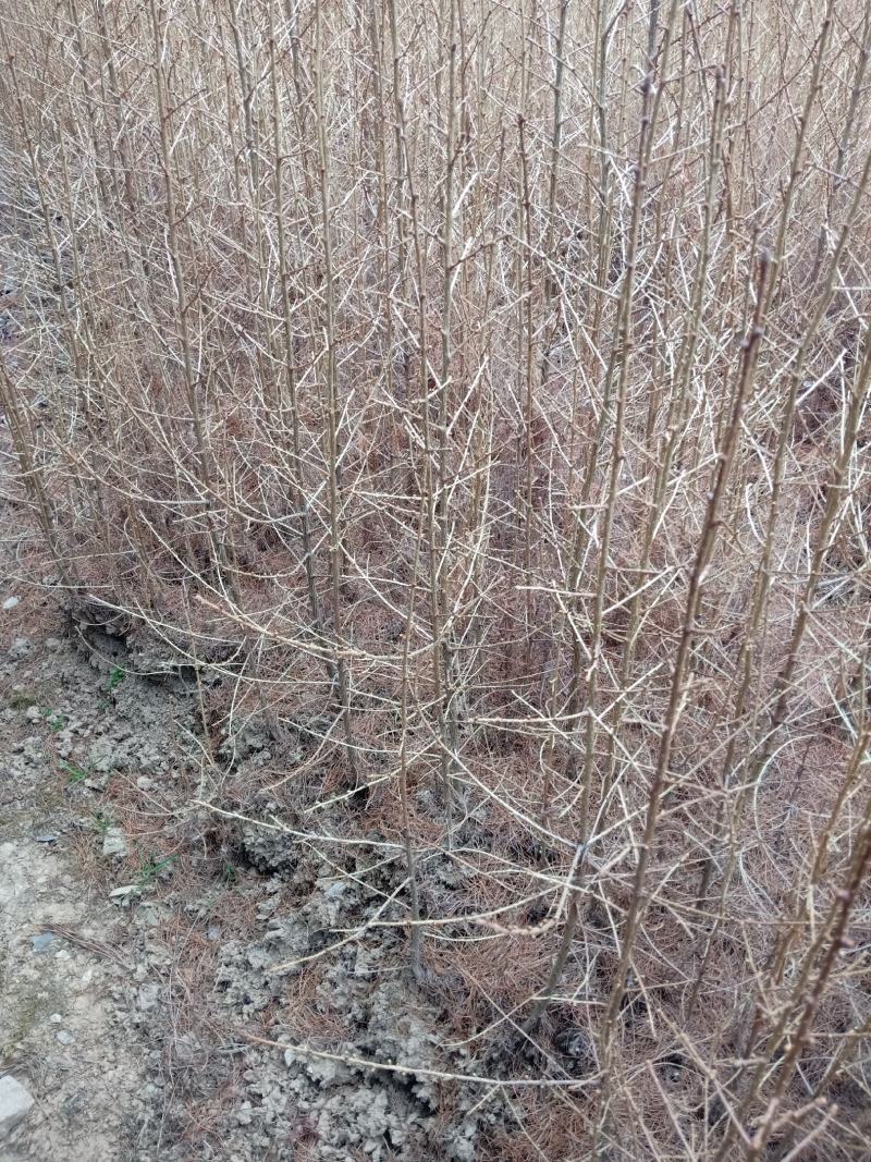 营养杯落叶松树苗长年供应大小杯其全欢迎选购