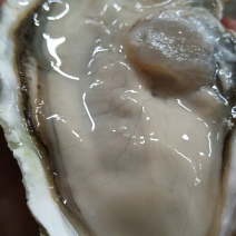 乳山蚝生蚝不粉烧烤爽口