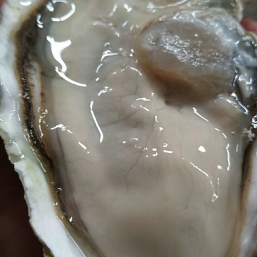 乳山蚝生蚝不粉烧烤爽口