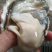 乳山蚝生蚝不粉烧烤爽口