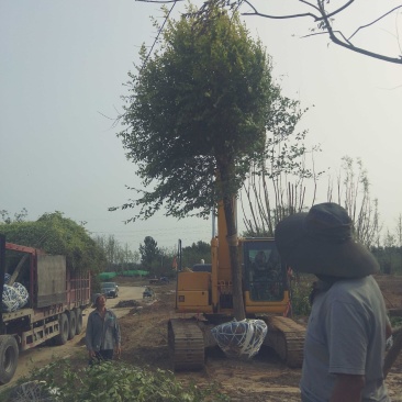 12公分金叶榆卸车现场视频自家苗圃货源，