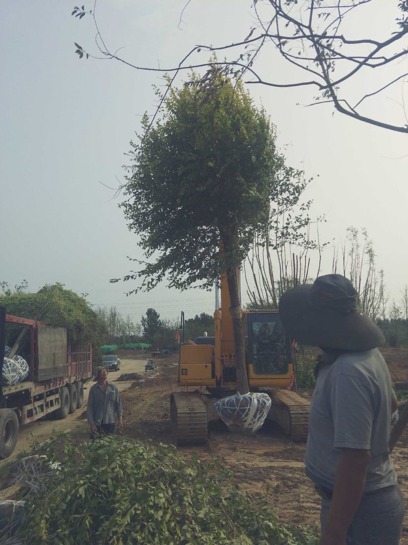 12公分金叶榆卸车现场视频自家苗圃货源，