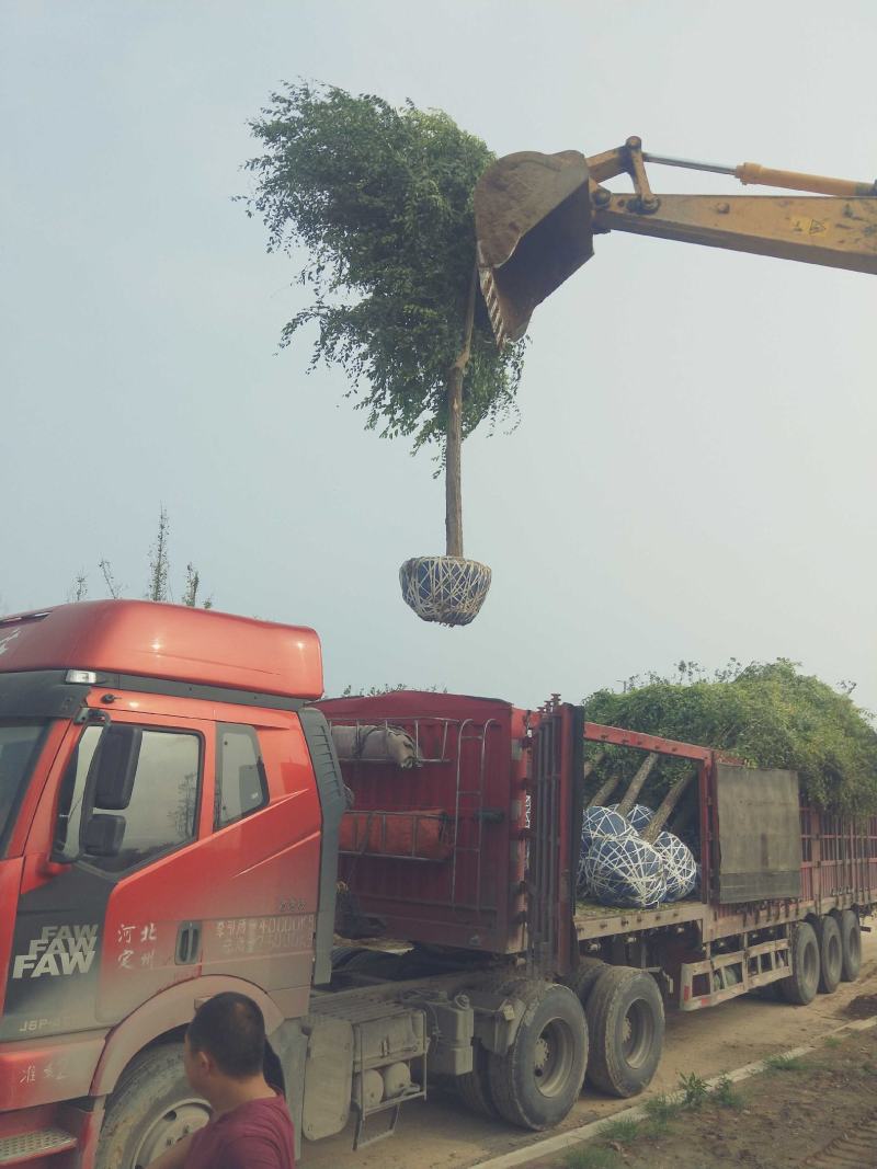12公分金叶榆卸车现场视频自家苗圃货源，
