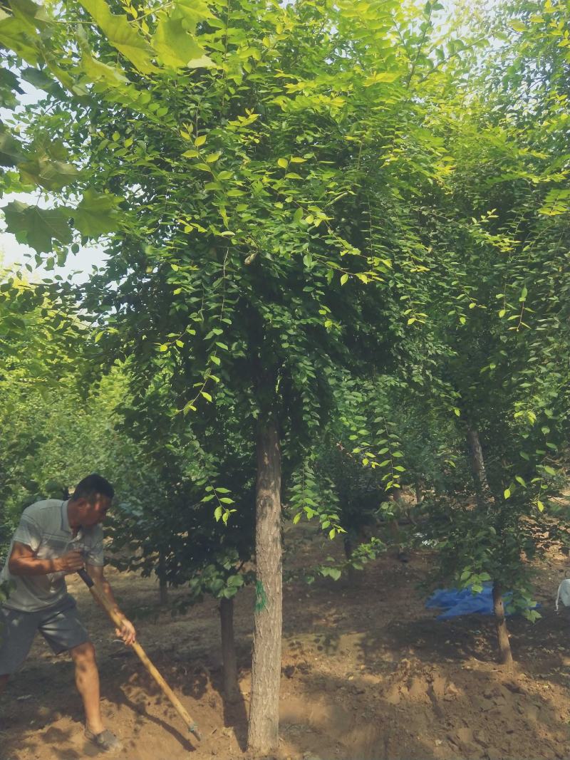 12公分金叶榆卸车现场视频自家苗圃货源，