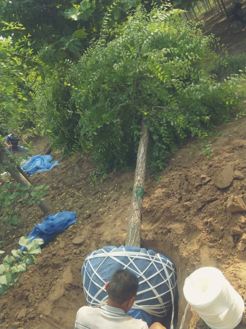 12公分金叶榆卸车现场视频自家苗圃货源，
