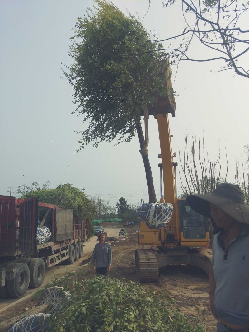 12公分金叶榆卸车现场视频自家苗圃货源，
