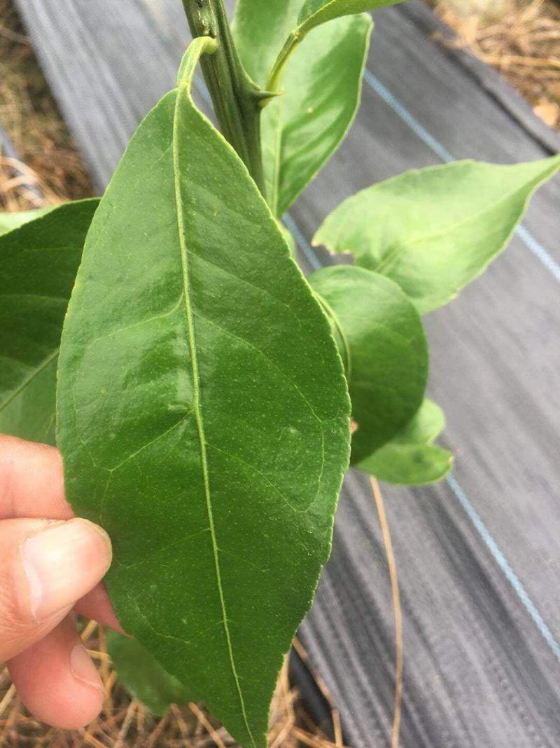 华美7号晚熟柑橘又一新贵品种非常有潜力种植。也有1号爱莎