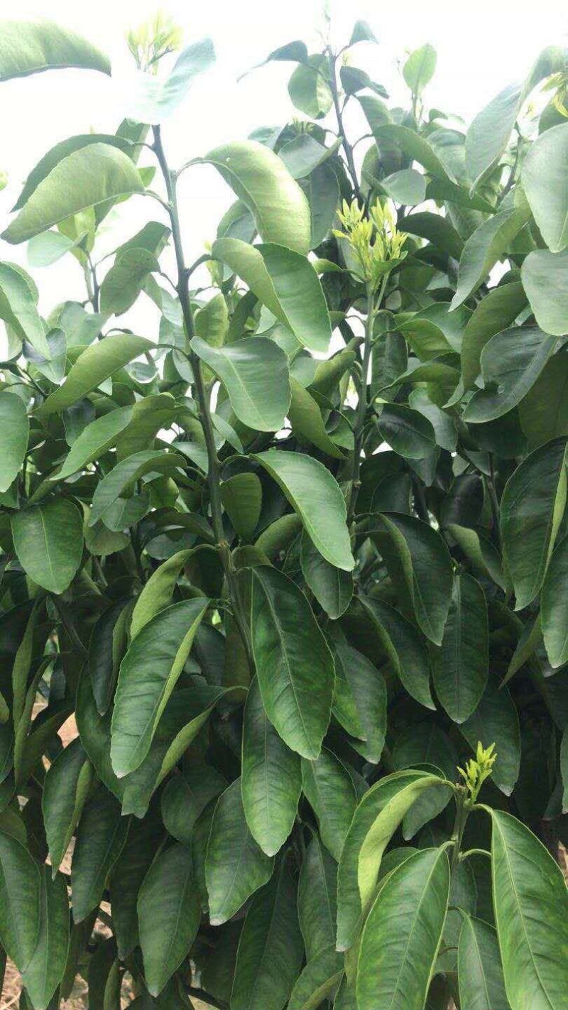 华美7号晚熟柑橘又一新贵品种非常有潜力种植。也有1号爱莎