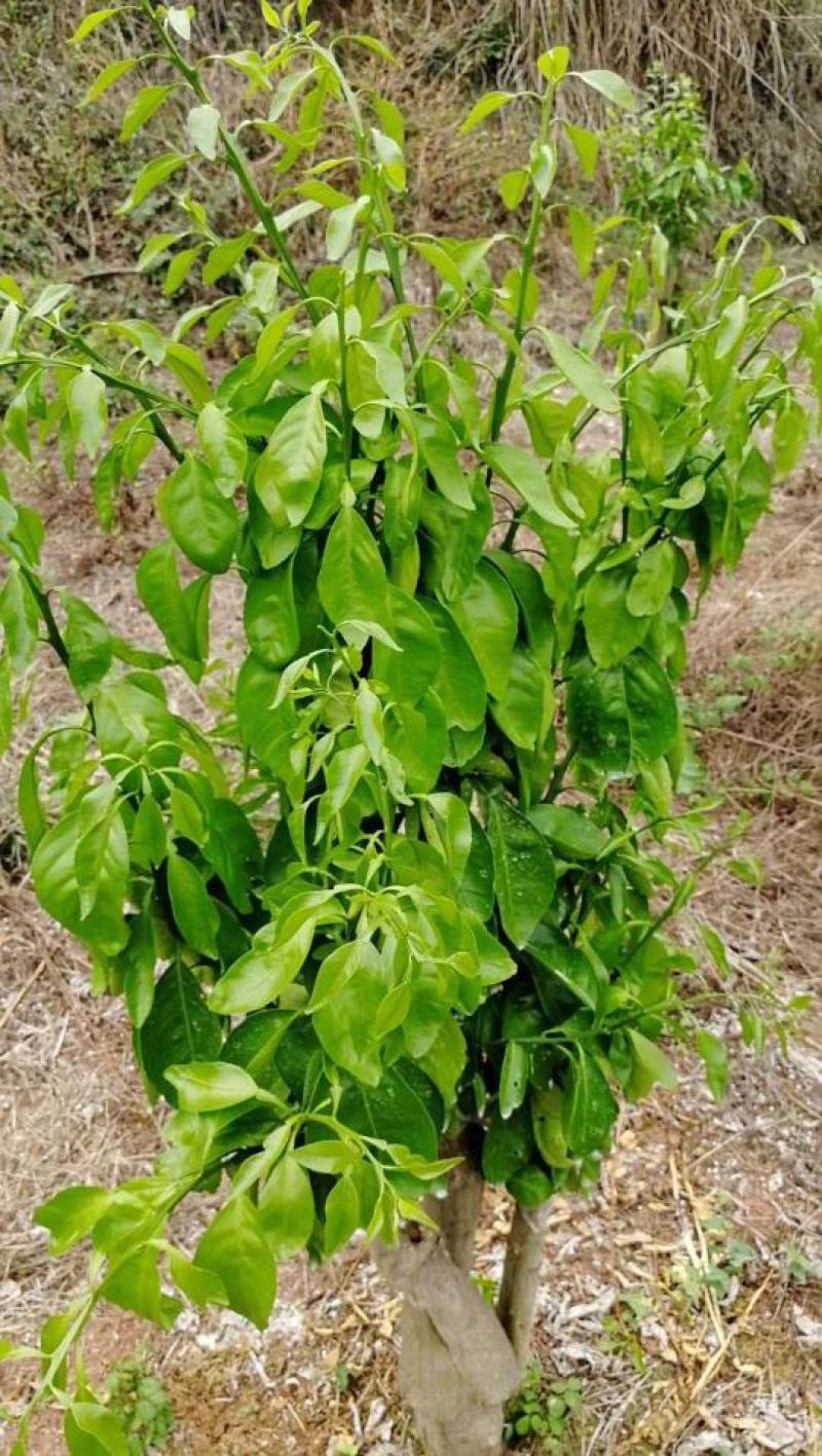 华美7号晚熟柑橘又一新贵品种非常有潜力种植。也有1号爱莎