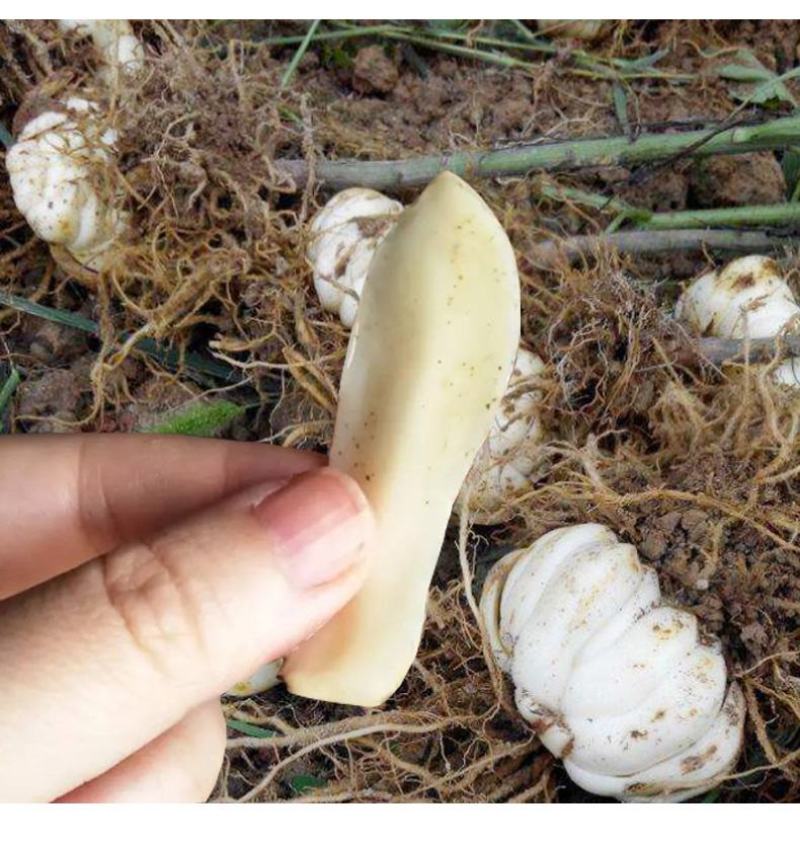 湖南特产忆晶香牌足干无硫原色百合一件代发