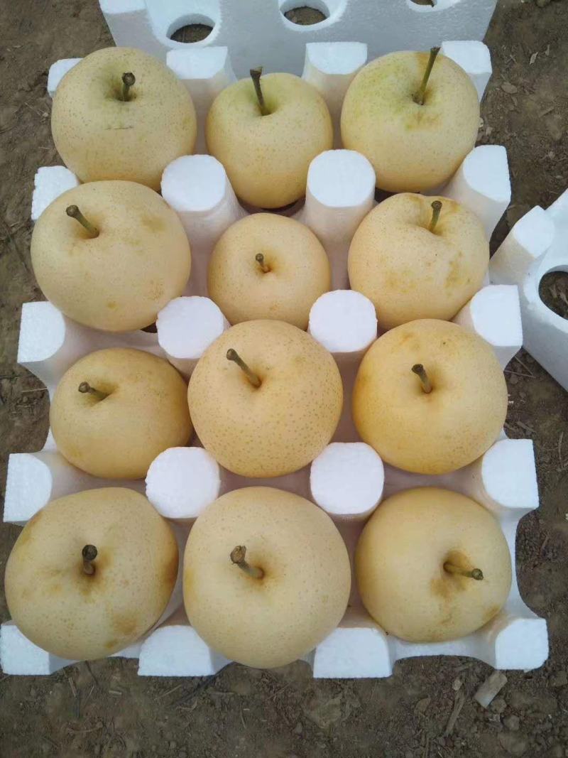 博望黄金梨，，，，，，，，