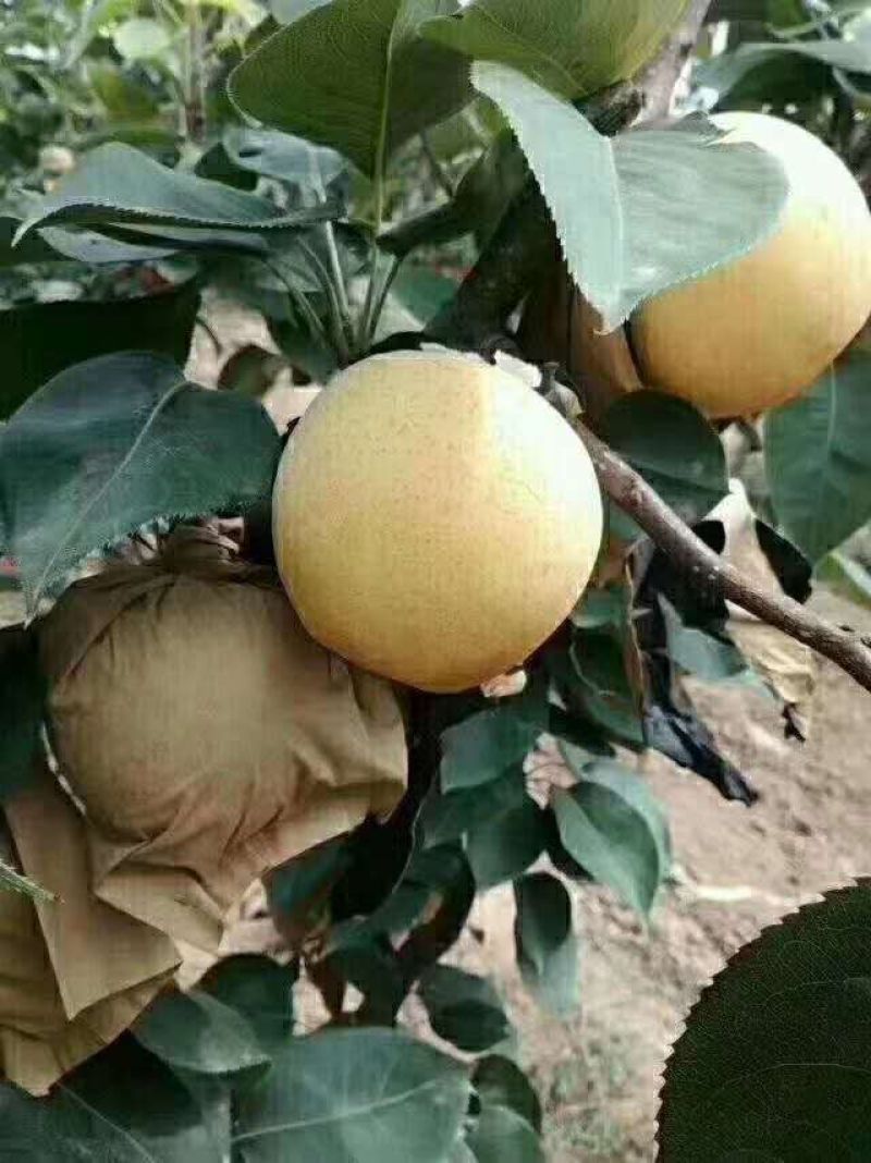博望黄金梨，，，，，，，，