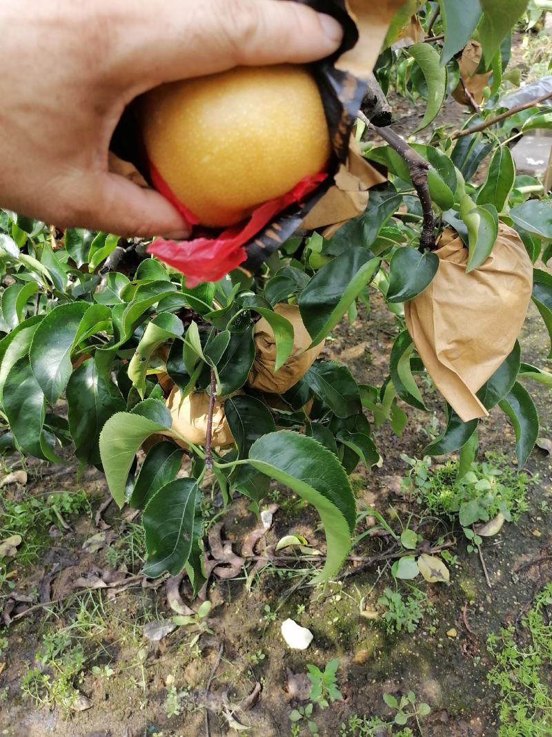 品质丰水梨山东梨开始上市了代发全国各地市场货量大更优惠