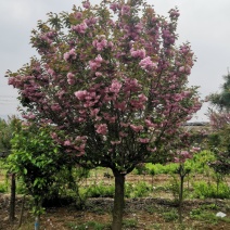 樱花树6~8cm4~6cm2.5~3米