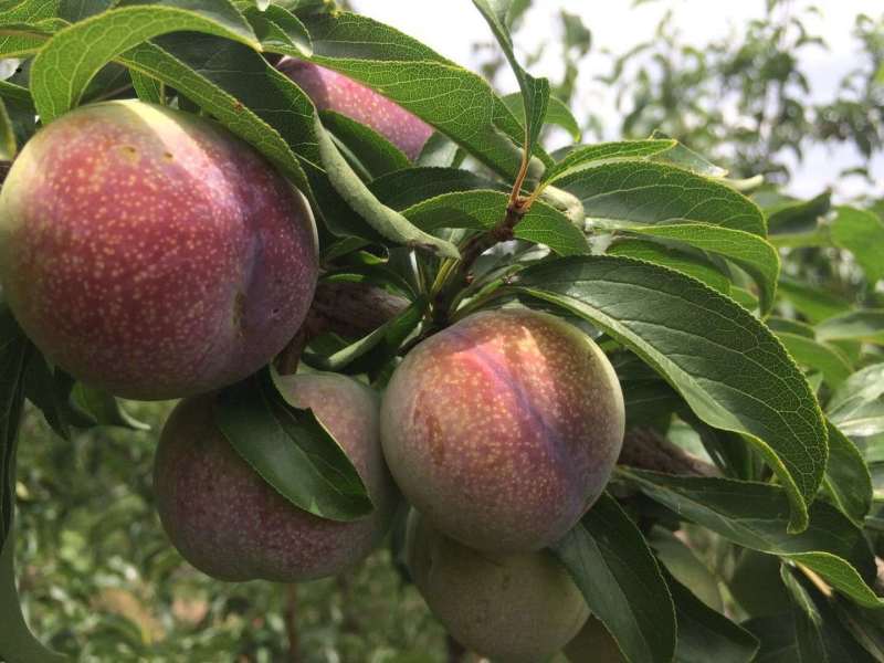 现代化的半边红李子分拣包装车间,工人正在流水线上对李子进行分级、称重、装箱,纸箱印有‘正宗凉山半边红李子’字样,旁边堆放着贴好快递单的包裹,准备发往全国各地 半边红李子电商打包现场