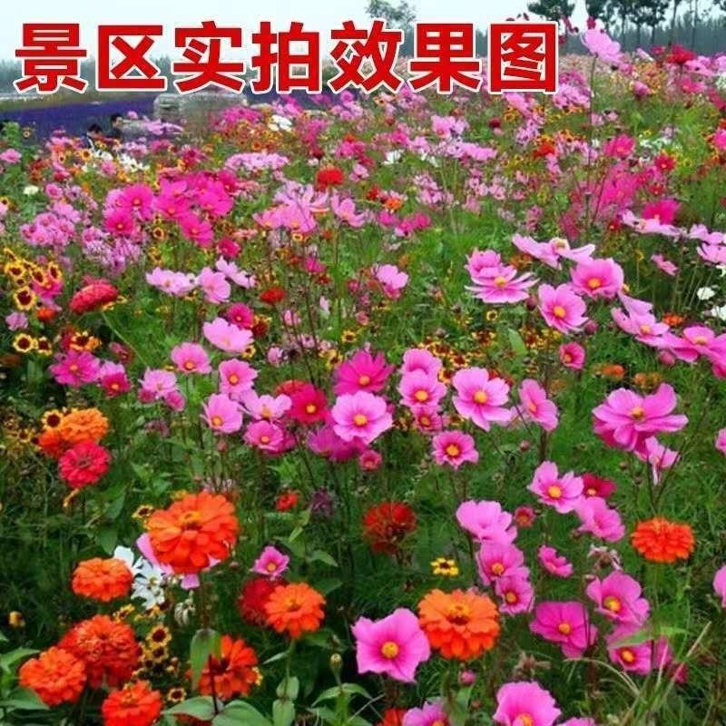 野花组合种子