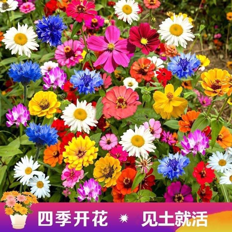 野花组合种子
