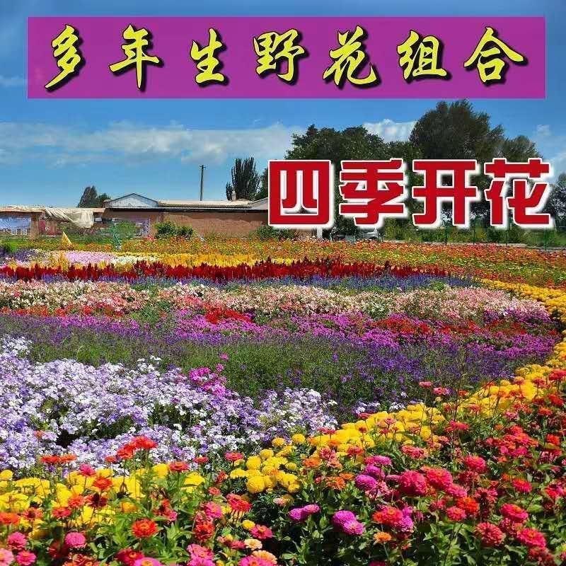 野花组合种子