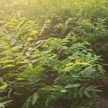 无患子树苗当年苗可以预定了，马上可以移栽了
