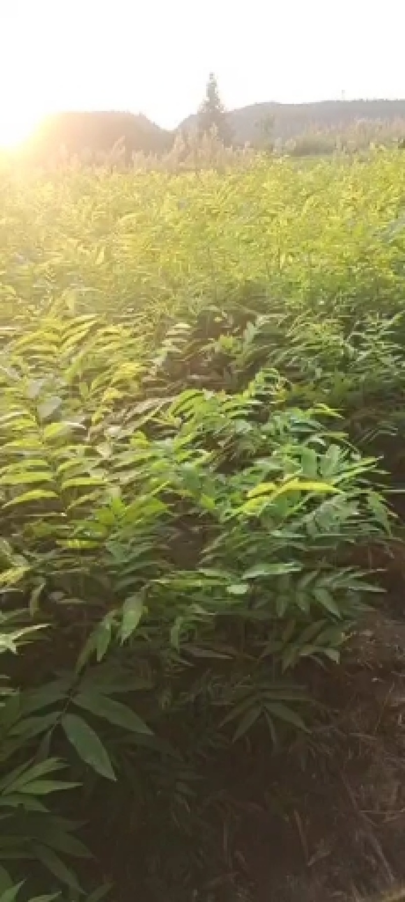 无患子树苗当年苗可以预定了，马上可以移栽了