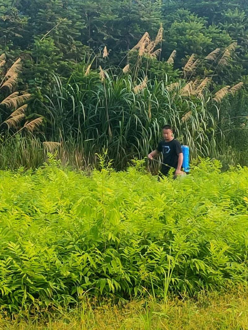 无患子树苗当年苗可以预定了，马上可以移栽了