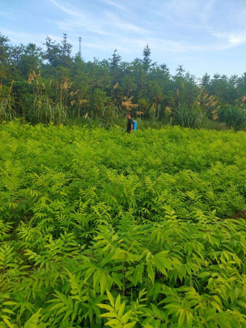 无患子树苗当年苗可以预定了，马上可以移栽了