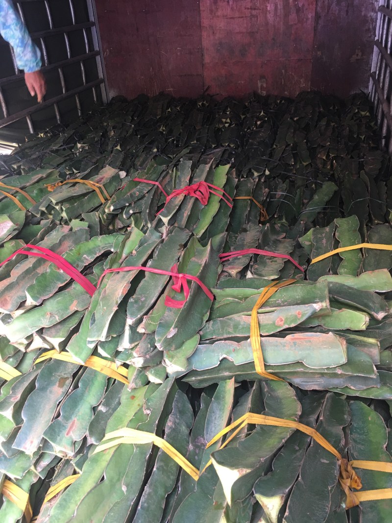 火龙果苗，无刺红龙，红皮红心红龙果，一年挂果
