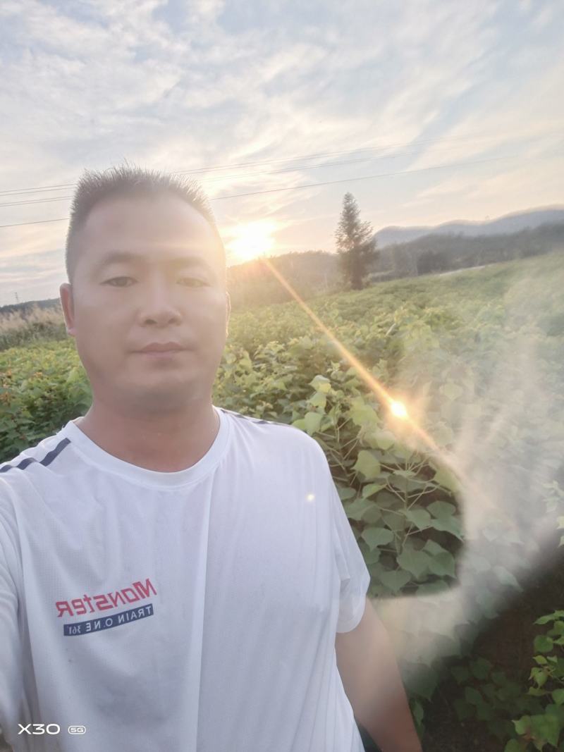 当年乌桕树苗，自产自销欢迎新老客户前来选购