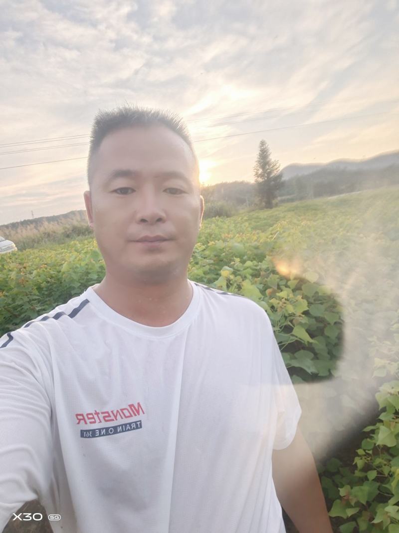 当年乌桕树苗，自产自销欢迎新老客户前来选购