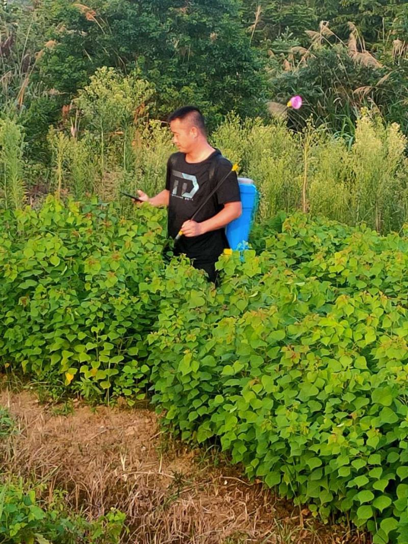 当年乌桕树苗，自产自销欢迎新老客户前来选购