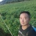 当年乌桕树苗，自产自销欢迎新老客户前来选购