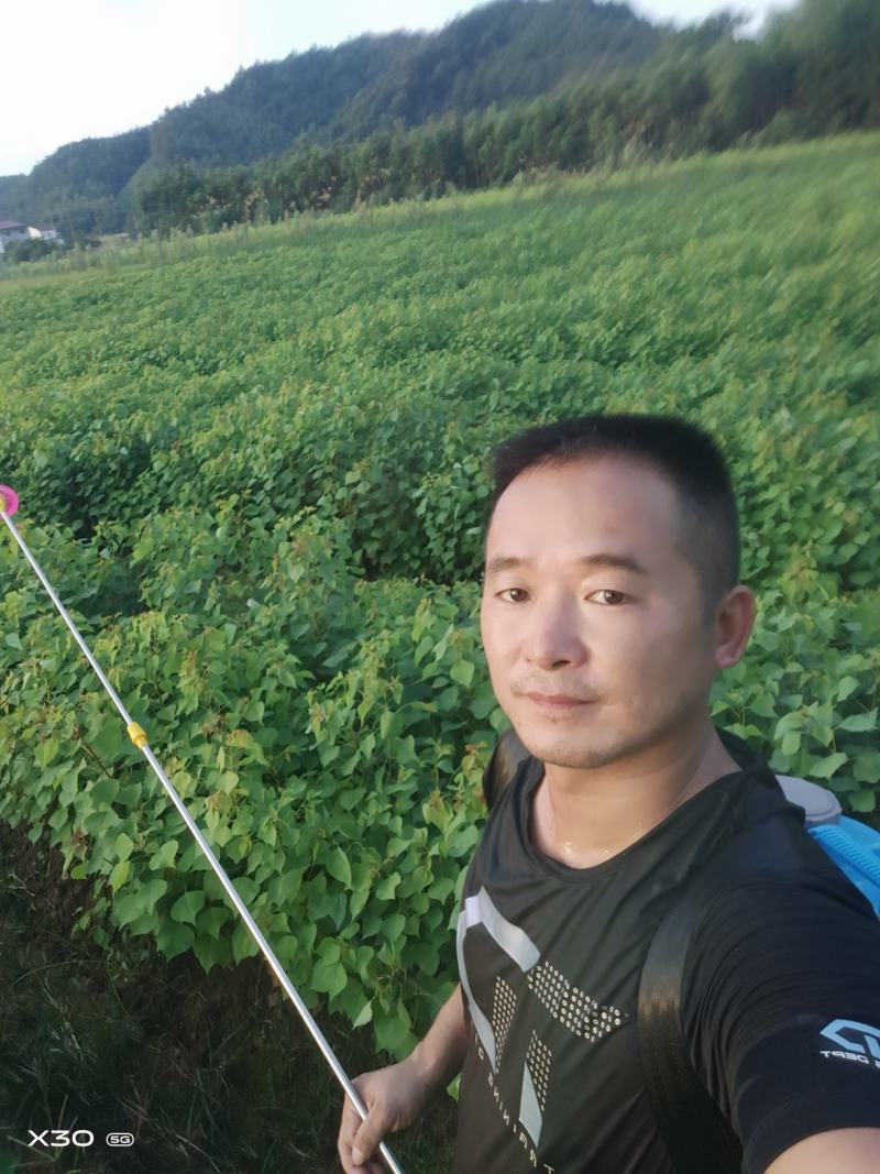当年乌桕树苗，自产自销欢迎新老客户前来选购