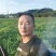 当年乌桕树苗，自产自销欢迎新老客户前来选购