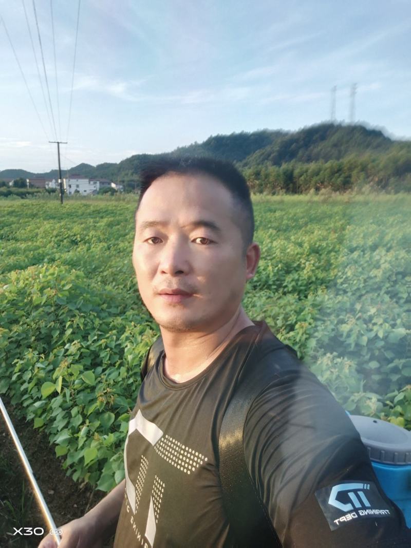 当年乌桕树苗，自产自销欢迎新老客户前来选购