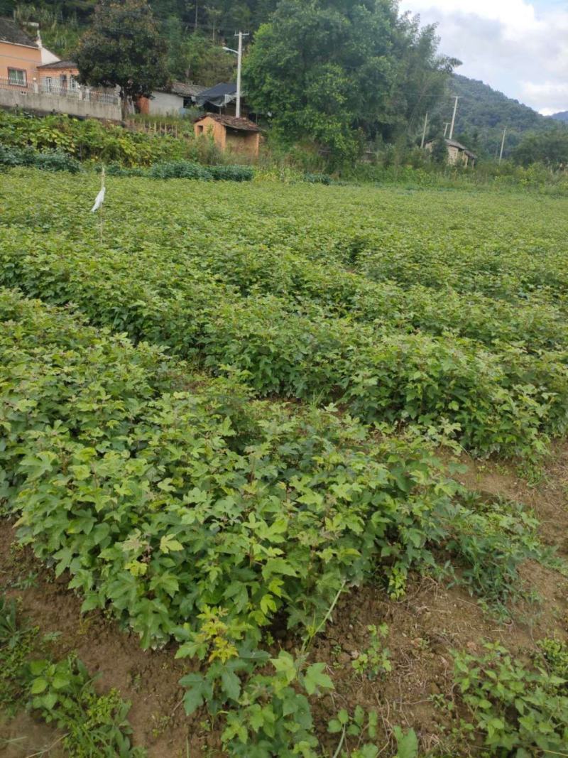 当年枫香苗可以提前定了，马上可以移栽了，欢迎新老客户定购